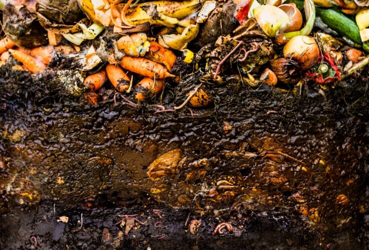 DIY Worm Farm and Vermicomposting Basics